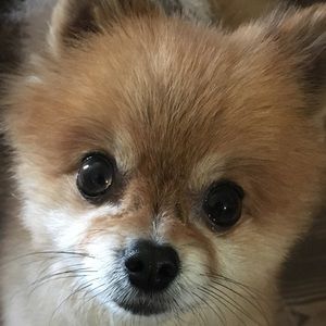 Meet your Posher, Winter